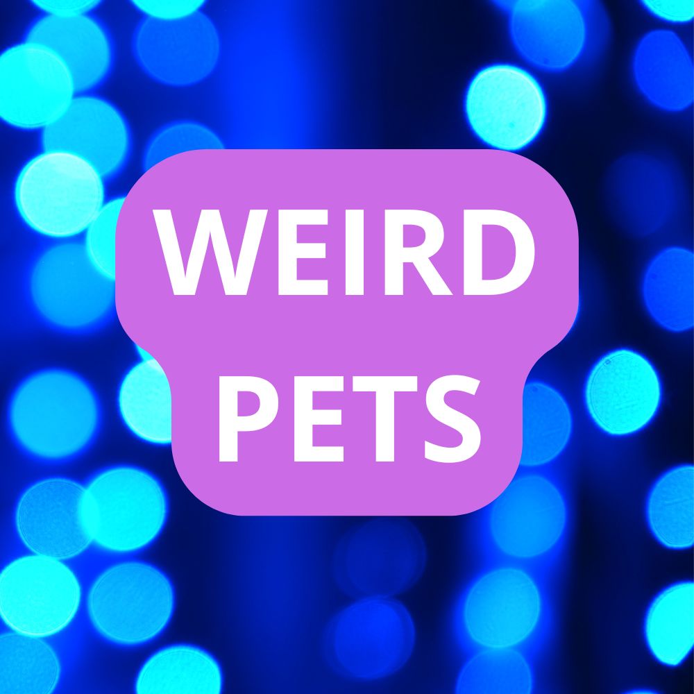 Weird Pets